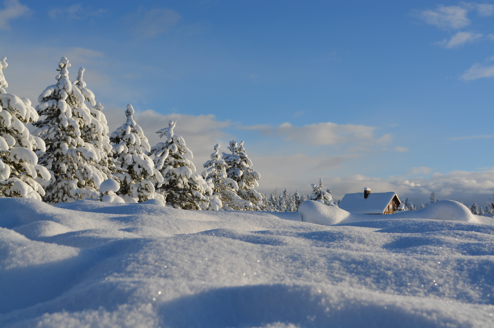 Snow covered trees on mountain